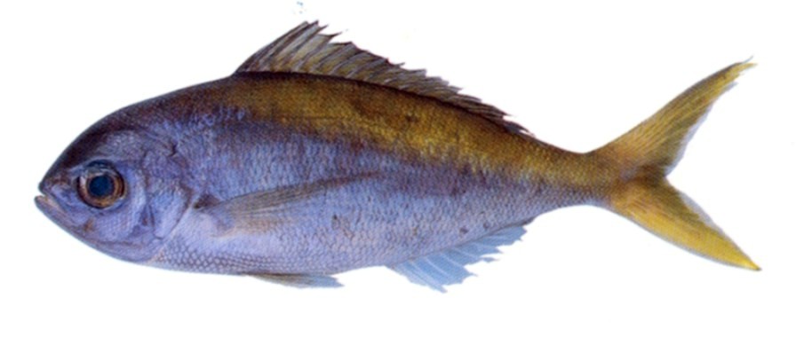 Deepwater Bream