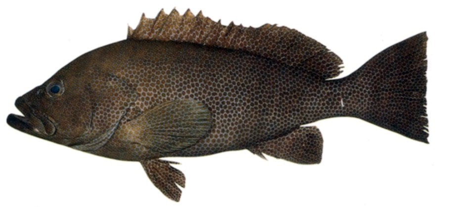 Brown-spotted Grouper