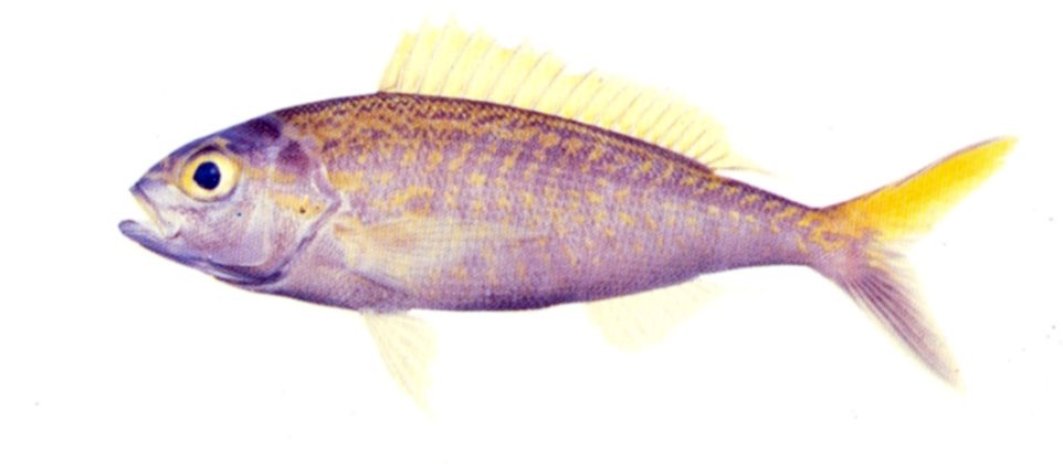 Yellowtail Kalikali