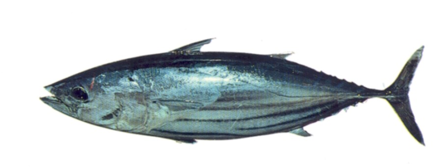 Skipjack Tuna