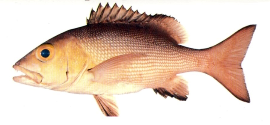 Red Snapper