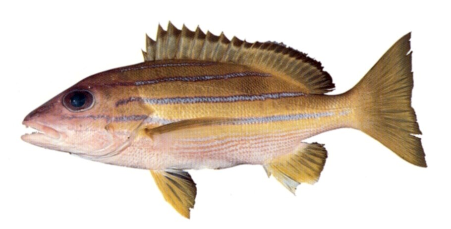 Bluelined Snapper