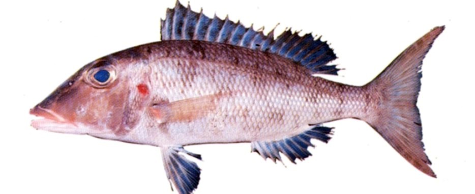 Redgill Emperor