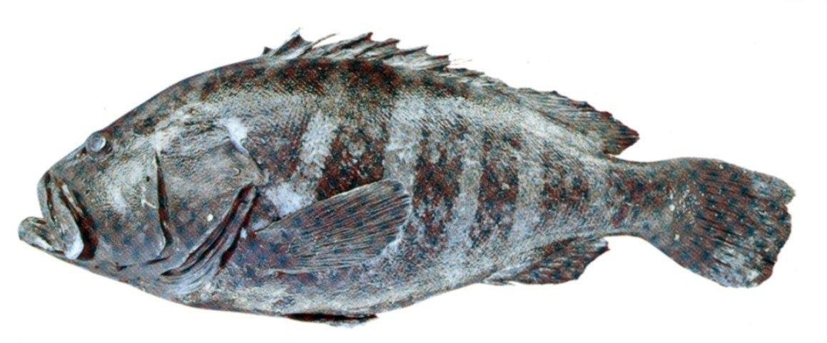 Seven-banded Grouper