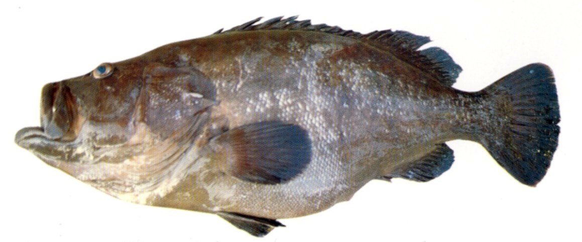 Seven-banded Grouper