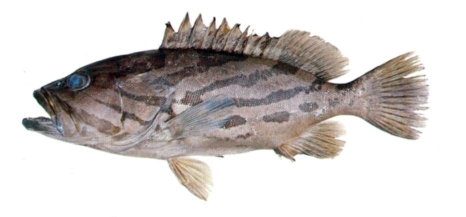 Narrow-curve Banded Grouper