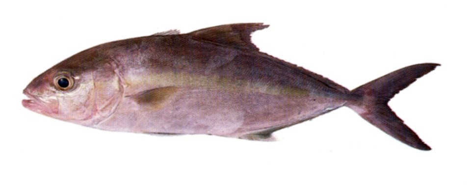 Greater Amberjack