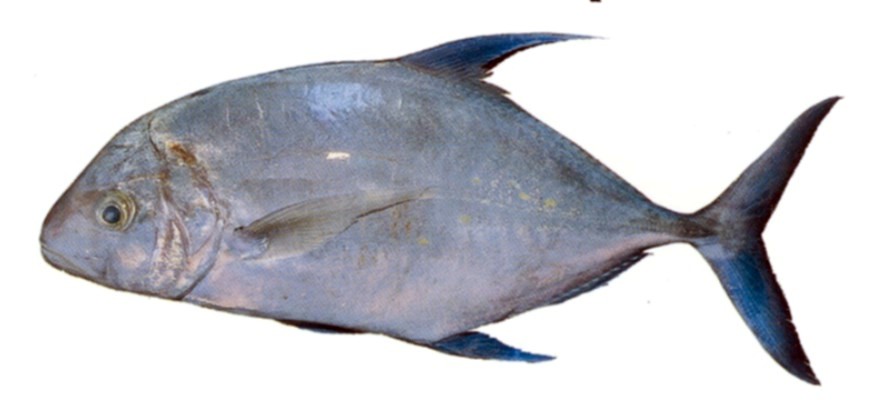 Yellow-spotted Trevally