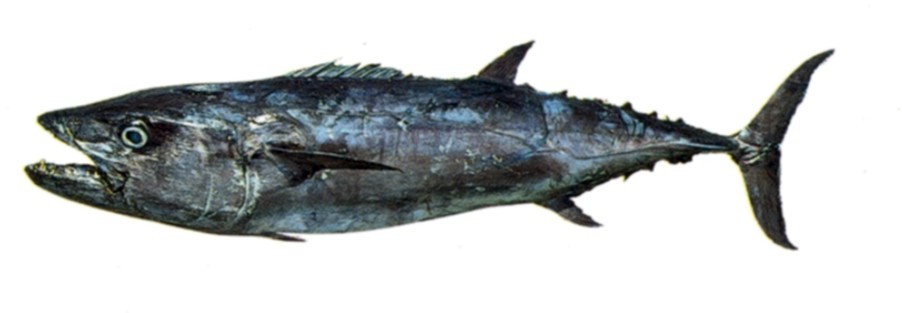 Dogtooth Tuna