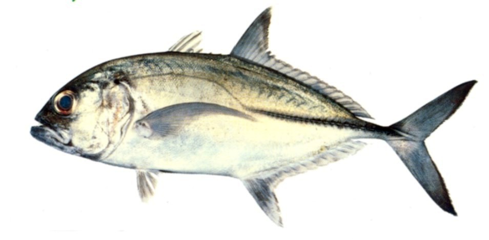 Bigeye Trevally