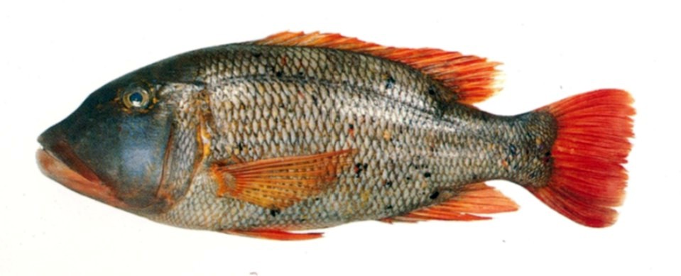 Orangefin Emperor