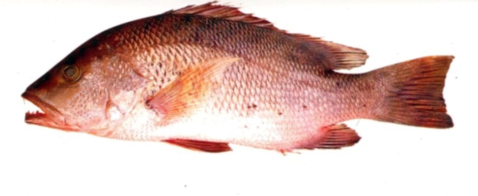 River Snapper