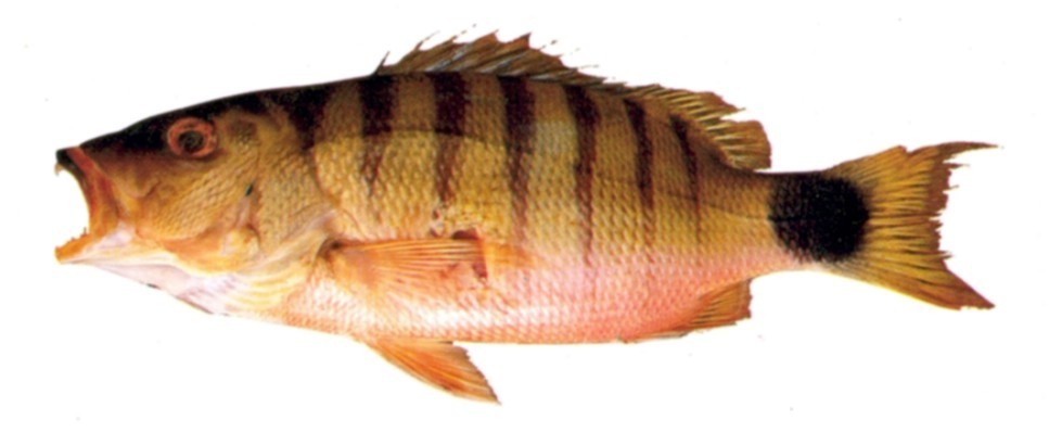 Half-barred Snapper