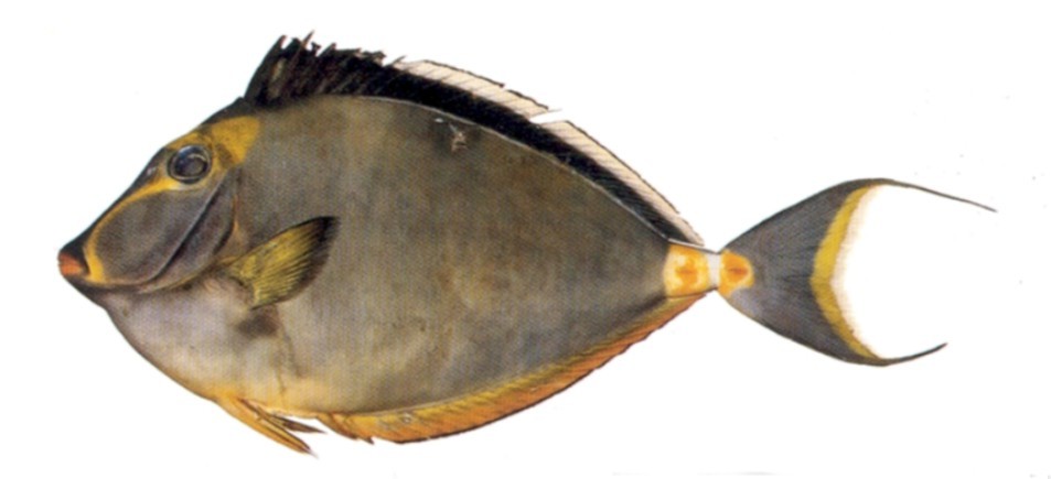 Orangespine Unicornfish