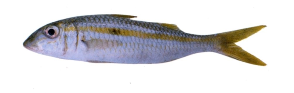 Yellowstripe goatfish