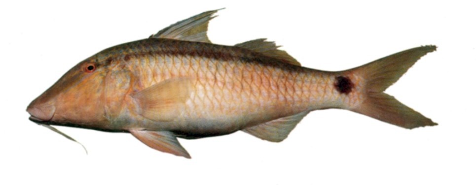 Dash-and-dot-goatfish
