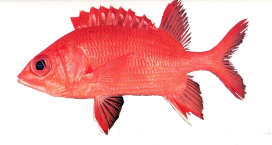 Blue-lined Squirrelfish