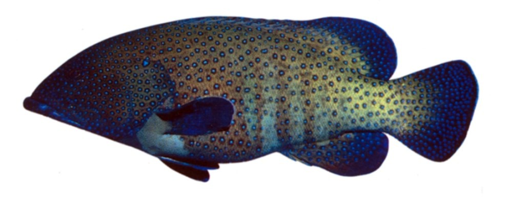 Peacock Grouper