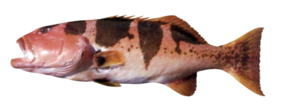 Saddleback Grouper