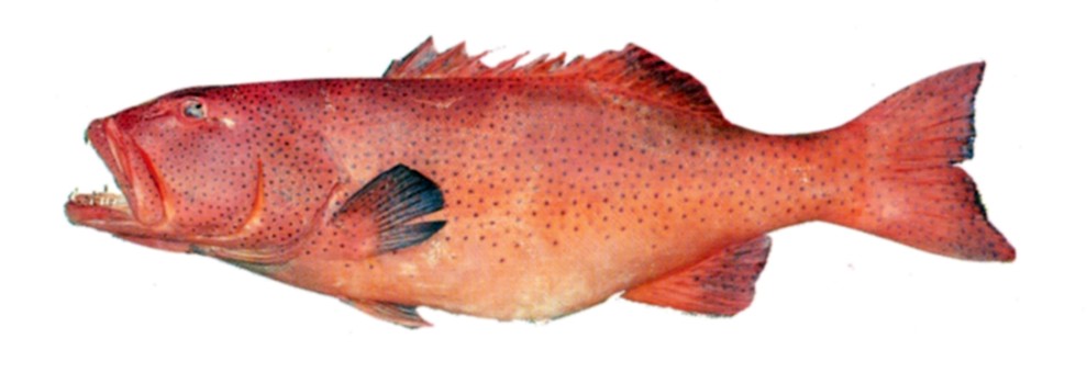 Giant Coral Trout