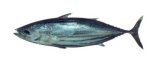 Skipjack tuna