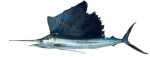 Sailfish