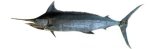 Pacific blue marlin