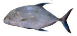 Yellow-spotted trevally