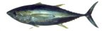 Yellowfin tuna