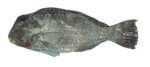 Humphead parrotfish