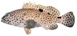 Black-spotted grouper