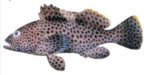 Highfin grouper