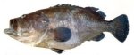 Seven-banded grouper