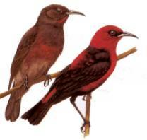 Cardinal Honeyeater