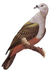 Micronesian Pigeon
