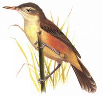 Nightingle Reed-Warbler