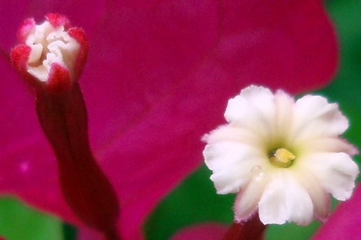 Bougainvillea spectabilis