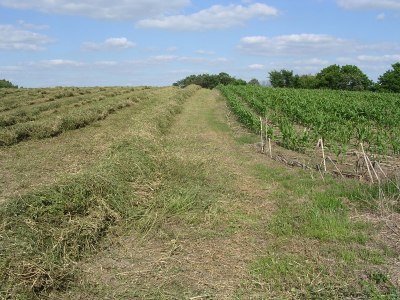 cut alfalfa on the left, corn on the right