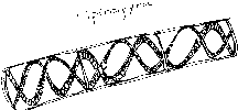 spirogyra