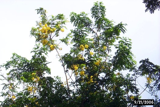 Cassia fistula