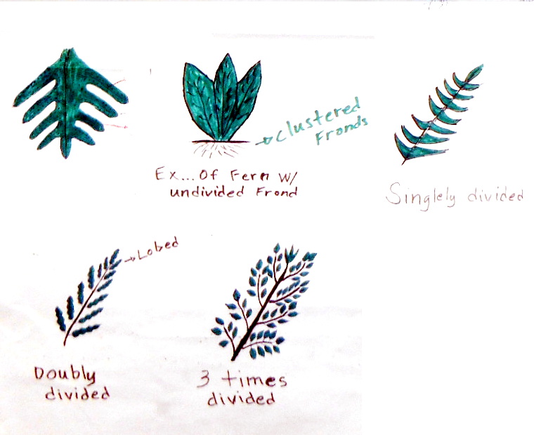 fern fronds