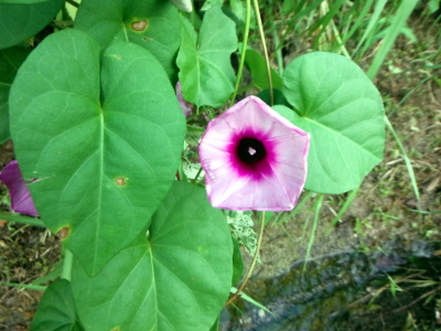 Ipomoea littoralis