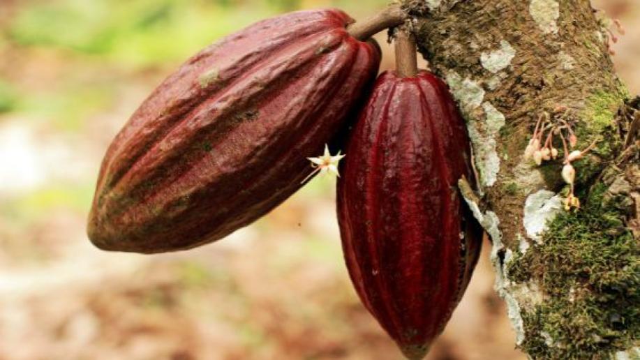 Cacao