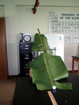 banana leaf golf ball ramp