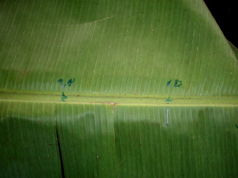 banana leaf golf ball ramp